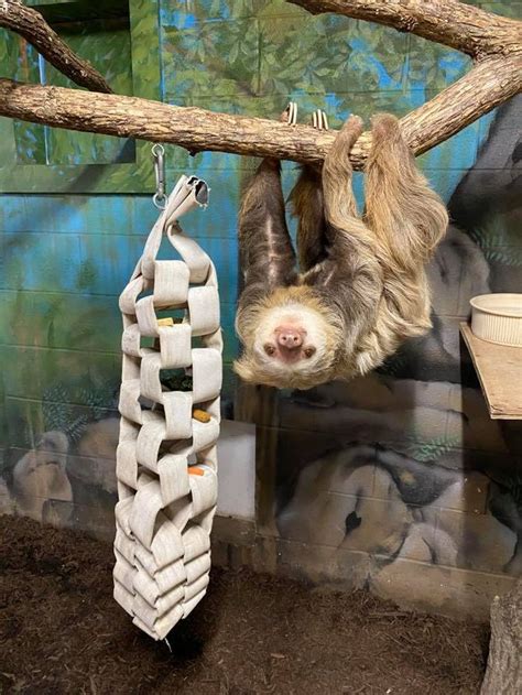 sloth experience st louis
